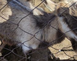 продается  годовалая котная  коза козлята порода зианенская полтавская 